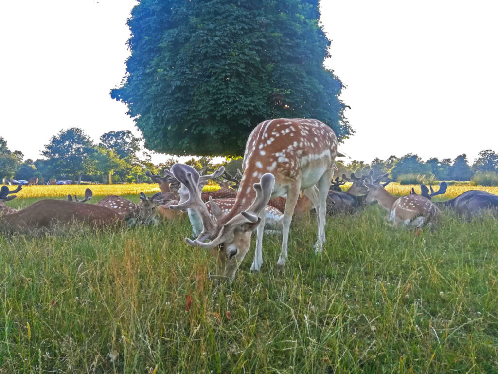 Richmond Park Deer London