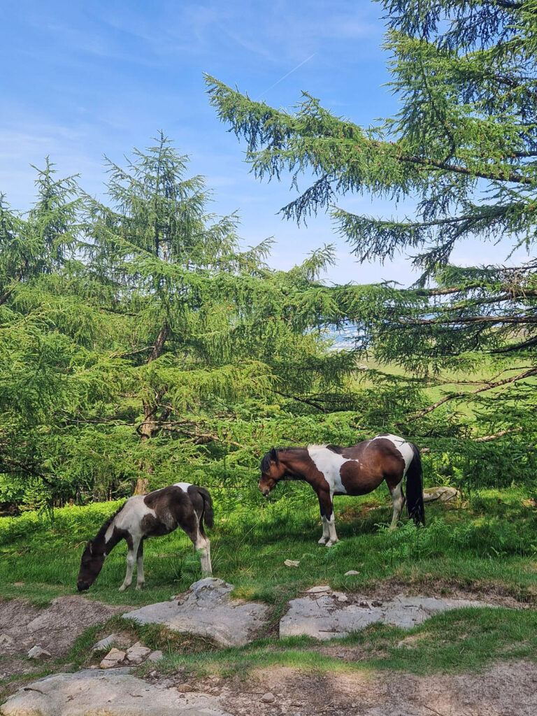 Wild Horses - La Rhune Hike - TOS