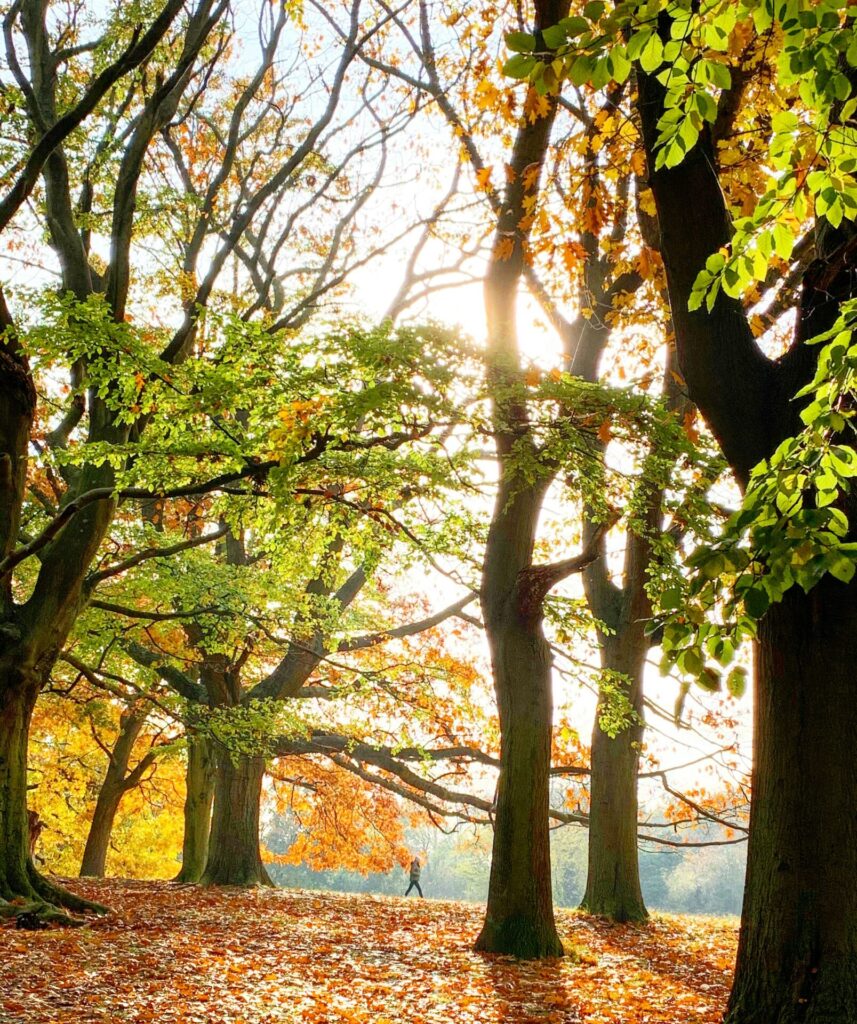 Hampstead heath autumn london