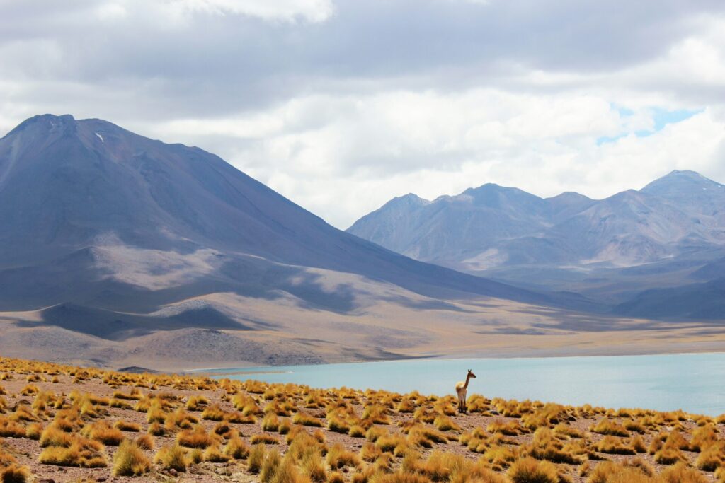 Chilean Andes with a lake and alpaca