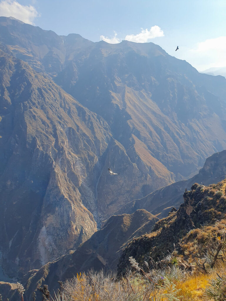 andean condor colca canyon - traveloffscript