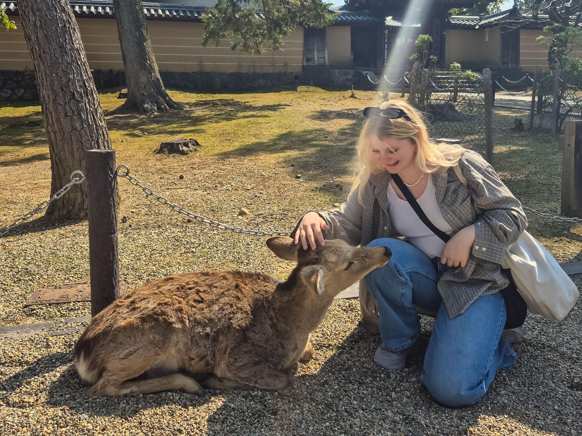 Nara Deer Park _ traveloffscript