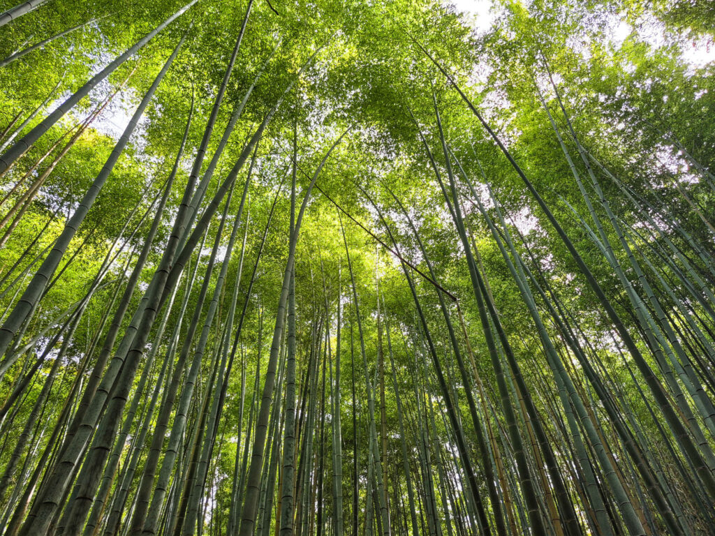 bamboo forest 2 kyoto - traveloffscript
