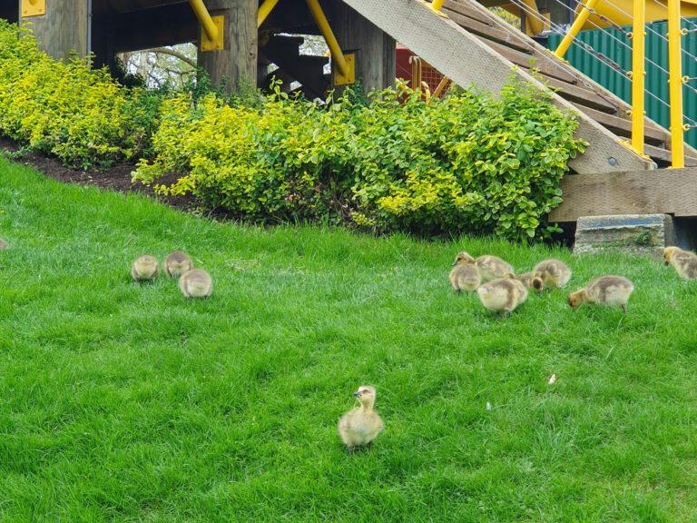 Little ducklings on Granville Island