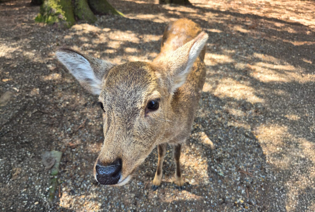 deer at nara park