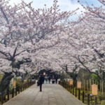 kamakura cherry blossome temple- traveloffscript