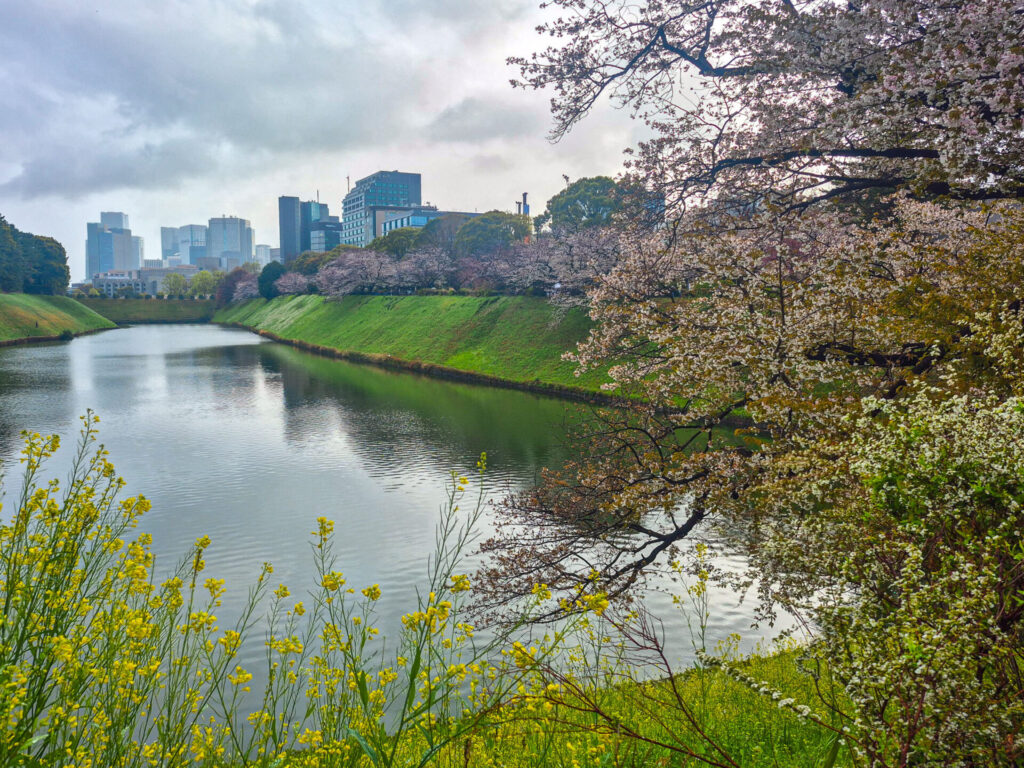 imperial garden cherry blossoms