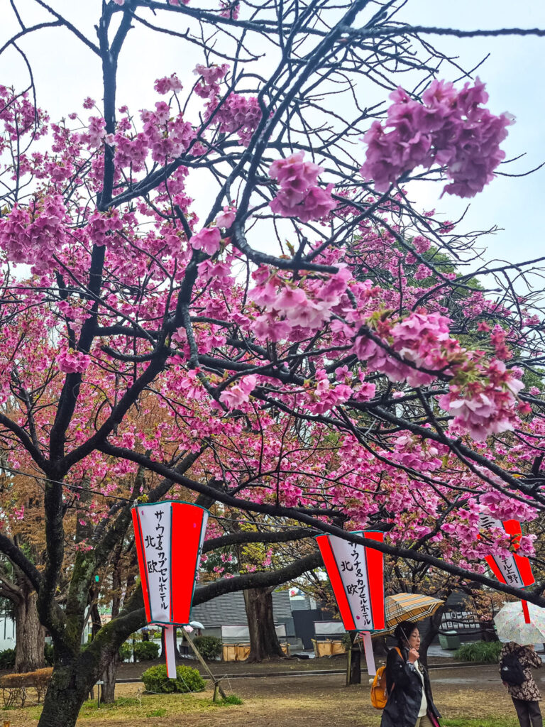 ueno park cherry blossom
